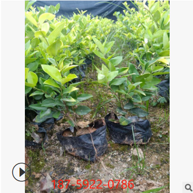 基地直供福建大量多規格金森女貞哈娃蒂女貞公園小區綠化行道景觀