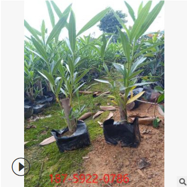 基地直供 大量紅花夾竹桃柳葉桃樹叫出冬公園小區綠化行道景觀