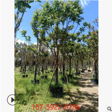 基地直供 多規格麻楝陰麻樹白皮香椿公園小區綠化行道景觀