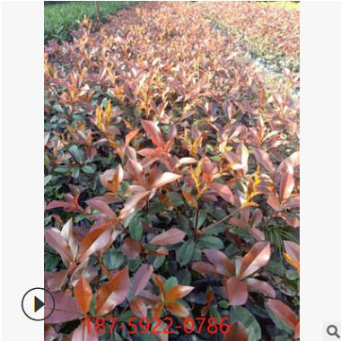 基地直供 紅葉石楠火焰紅紅羅賓多規格景觀綠化工程小區綠化工程