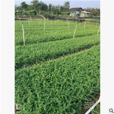 廠家直銷 量大優惠 基地直供 福建茶小區綠化行道景觀