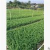 廠家直銷(xiāo) 量大優(yōu)惠 基地直供 福建茶小區(qū)綠化行道景觀