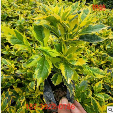 基地直供金邊假連翹金露花景觀綠化工程甘露花庭院小區綠化金露梅