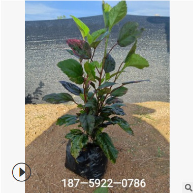 基地直供 彩葉扶桑重瓣多瓣多規格園林綠化工程小區綠化