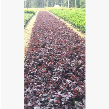 廠家直銷 量大優惠 基地直供 紅花繼木小區綠化行道景觀