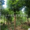 直銷12cm的香樟 骨架香樟樹(shù) 切桿發(fā)帽香樟 帶冠香樟批發(fā)價(jià)