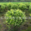 苗圃批發(fā)冠幅80的金葉女貞球 金冠女貞球 綠化工程用球類價(jià)格優(yōu)惠