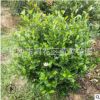 批發(fā)80-1米的含笑球 綠化用醉香含笑球 大量供應(yīng)