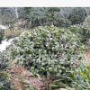 批發(fā)80CM大的茶花球 湖南精品茶花球 價(jià)格實(shí)惠 樹(shù)形優(yōu)質(zhì)