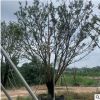 福建叢生樸樹基地直銷批發 園林景觀工程供應 量大從優