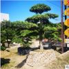 福建造型黑松基地直銷批發 園林景觀工程供應