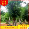 福建宮小葉榕基地直銷批發 園林景觀工程供應 量大從優