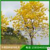 黃花風鈴木 生態園林綠化工程庭園觀賞喬木批發基地銷售苗木