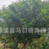 黃花槐移植苗 黃花槐容器苗 規格齊全 市政景觀園林供應商