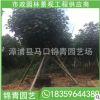 黃瑾基地直供 黃瑾 綠化工程苗木綠化行道樹批發