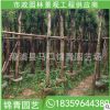 杜英基地直供 杜英樹 綠化工程苗木綠化行道樹批發