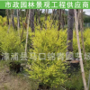 黃金香柳報價 黃金寶樹批發 園林景觀工程供應商 漳州基地直供