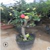 嫁接蘋果盆栽紅富士蘋果樹盆景適合庭院陽臺種植的綠植果樹盆栽