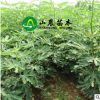 山東種植基地 無花果樹苗波姬紅 青皮 品種齊全 嫁接苗 量大優惠