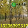 供應(yīng)銀杏樹苗 銀杏樹大樹 實(shí)生樹 5 6 7 8 10 12 15 20 25公分 cm