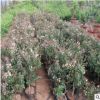 山東基地紅色金銀花苗 紅白色金銀花樹苗 平邑金銀花高產(chǎn)量品種好