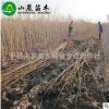 基地供應 杏苗 杏苗批發 杏苗價格 優惠 根系發達 量大從優