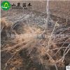 苗圃供應 大棉球山楂苗 嫁接山楂苗 根系發達 量大從優