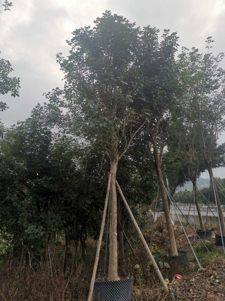 黃花風(fēng)鈴木