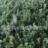 金邊黃楊苗批發園林綠化工程綠籬灌叢金邊黃楊球 觀賞植物黃楊苗