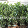 大葉黃楊苗批發工程綠化苗木常綠植物行道綠籬 大葉黃楊球