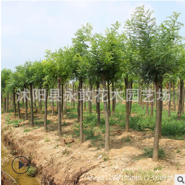 國槐樹苗批發工程綠化苗木行道綠植黃金槐 精品造型樹國槐小苗