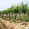 國槐樹苗批發(fā)工程綠化苗木行道綠植黃金槐 精品造型樹國槐小苗