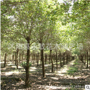 高桿女貞樹苗批發工程綠化苗木 園林造景庭蔭樹 大葉女貞苗