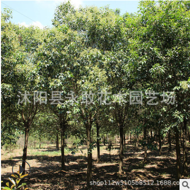 紅瑞木小苗批發工程綠化苗木紅瑞木樹苗多年生涼子木植物