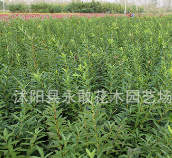 連翹苗基地批發綠化苗木 黃老虎工程苗 行道綠植成活率高連翹小苗