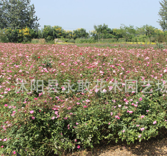 豐花月季花苗批發園藝盆栽花卉豐花月季苗 大花月季庭院觀賞植物