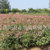豐花月季花苗批發(fā)園藝盆栽花卉豐花月季苗 大花月季庭院觀賞植物