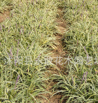 金邊麥冬批發 耐踐踏 地被植物 園林綠化宿根花卉 金邊麥冬常青