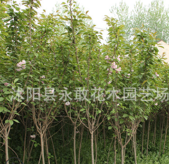 櫻花樹苗批發園林綠化花木庭院觀花植物日本重瓣櫻花小苗