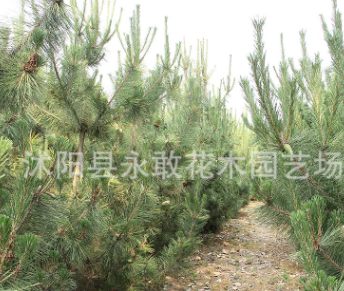 黑松苗批發工程綠化床苗四季常青庭院種植美化環境 黑松造型樹