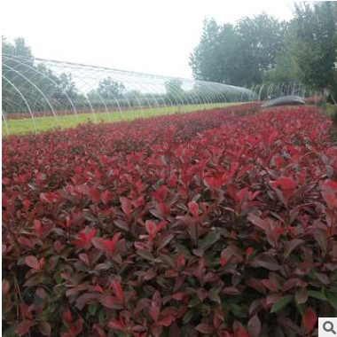供應紅葉石楠基地批發園林綠化苗木紅葉石楠球高桿紅葉石楠樹苗