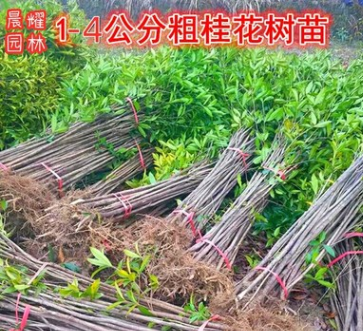 桂花樹苗金桂丹桂八月桂庭院綠植裸根苗占地征地桂花苗包郵