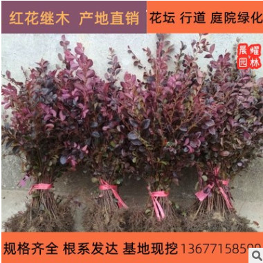 紅花繼木苗庭院綠植花卉籬笆用紅檵木小苗四季紅葉紅桎木盆景球樁