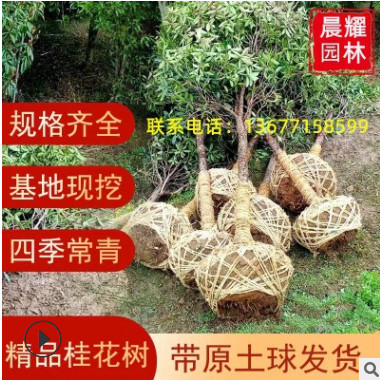 桂花之鄉基地直供桂花樹10-25公分金桂丹桂銀桂血桂四季桂花大樹