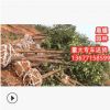 基地直銷香樟樹 截桿香樟樹苗湖北小葉精品全冠工程行道綠化樹木