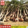土地征收拆遷賠償占地桂花樹垃圾砍頭樹金桂工程綠植桂花樹苗大樹
