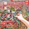 基地直銷紅葉石楠苗火焰紅紅羅賓籬笆樹苗圍墻綠化工程色塊苗庭院