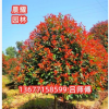紅葉石楠小樹苗石楠球形庭院大樹籬笆火焰紅綠化苗木室外常綠耐寒