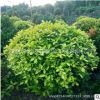 精品黃金榕球種植基地供應(yīng)黃榕球 金森女貞球批發(fā)各種灌木球