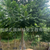全冠麻楝福建基地直銷 骨架麻楝 白皮香椿陰麻樹批發(fā)各種規(guī)格麻楝
